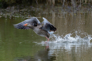 Greylag Goose (Anser anser)  taking off from water. Gelderland in the Netherlands.  