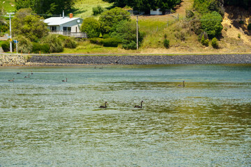 Black swans on the water