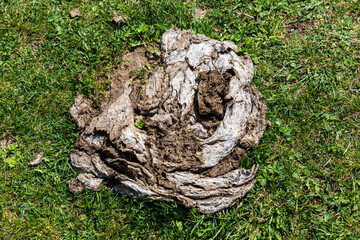 A pile of dry cow dung (cowpat) on green grass
