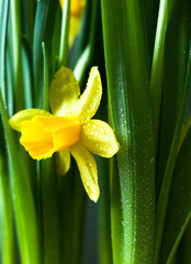 Yellow Narcissus flower