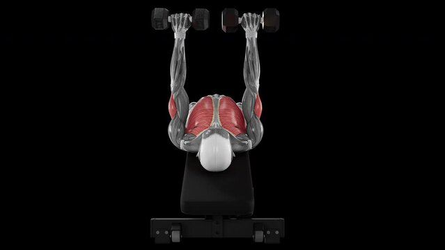 Dumbbell Bench Press - Front View