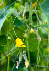 Growing the cucumbers. Yellow cucumber flowers.