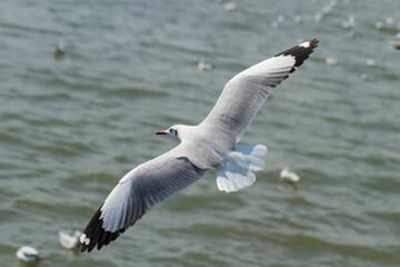 Close-up blurred image of a seagull.Blurred picture of a seagull
