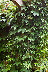 Green ivy in the garden. - obrazy, fototapety, plakaty