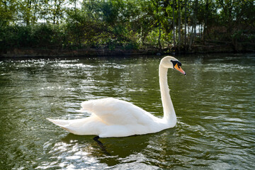 Mute Swan Swimming on the Kennet and Avon Canal in Newbury Berkshire