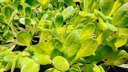 Healthy close-up of lush microgreens in fresh natural setting