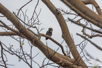 Jungle owlet (Glaucidium radiatum) or barred jungle owlet at Ajodhya Hills, Purulia, West Bengal, India