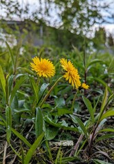 dandelions on a meadow