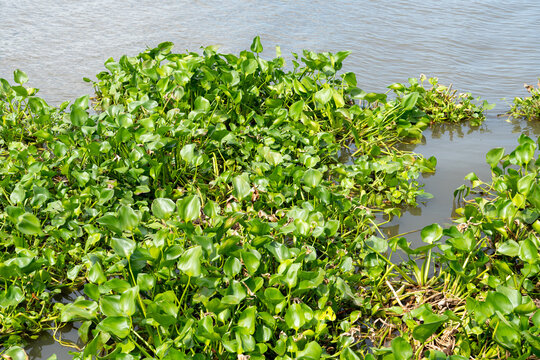 Common water hyacinth (Pontederia crassipes) that is and aquatic plant on the river