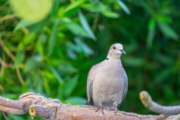 Rock pigeon, common or wild white pigeon sitting on a branch on a green background