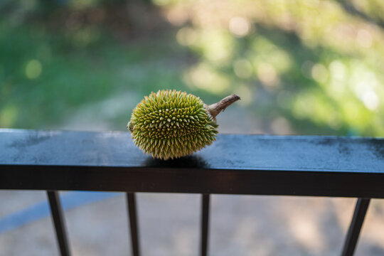 Durian on the black balcony, morning light, nature background.