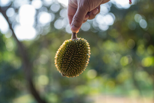 Hand holding Durian, morning light, bokeh, nature background.