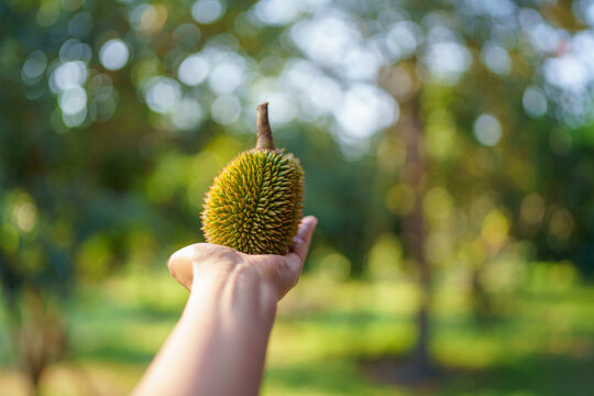 Hand holding Durian, morning light, bokeh, nature background.