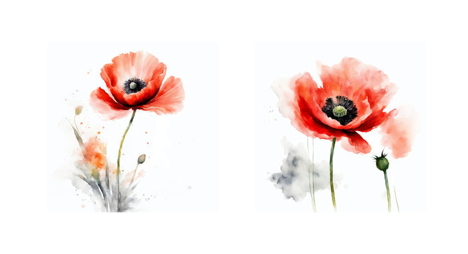 Artistic watercolor representation of two red poppy, perfect for cards, invitations, botanical illustrations, floral design elements and nature-themed projects