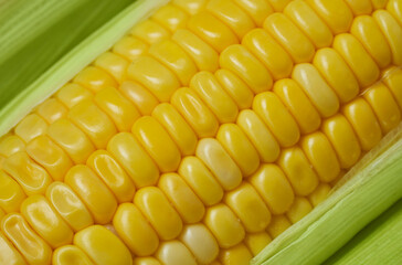 closeup fresh sweet corn cob and leaf texture background.