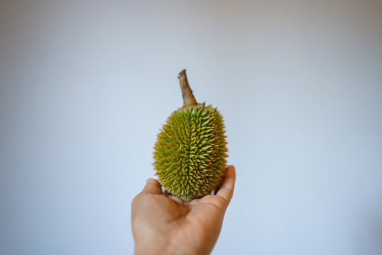 Hand holding Durian, white background.