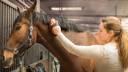 A young rider stands in the stables with her racehorse, a Hanoverian. She is lovingly brushing her...