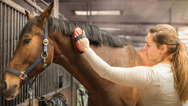 A young rider stands in the stables with her racehorse, a Hanoverian. She is lovingly brushing her horse's coat. The horse is relaxed.