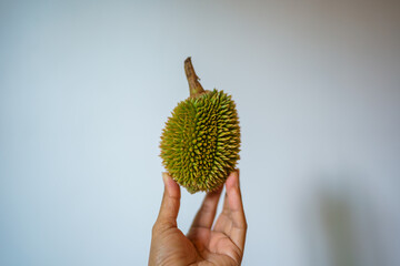 Hand holding Durian, white background.