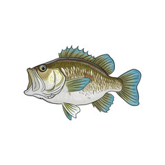 Bassh Vector Fish Illustration