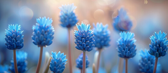 Blue flower blossom meadow, garden. Summer flower banner, background, wallpaper. Springtime nature theme.
- 791748303
