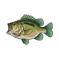 Bassh Vector Fish Illustration