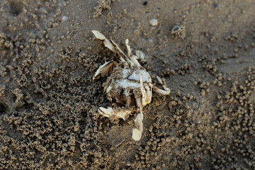 The beach sand is scattered with the remnants of deceased crabs, their shells littering the...