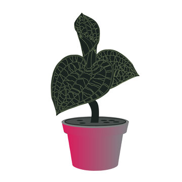 Jewel Orchid Macodes Petola drawing, Jewel orchids will grow well in bright, indirect light but can also tolerate shade