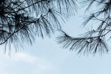 冬の空　針葉樹が描く模様