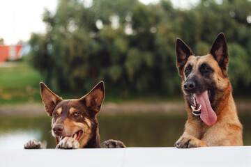 two dogs an australian kelpie and a malinois belgian shepherd dog peeking over a wall with a river...