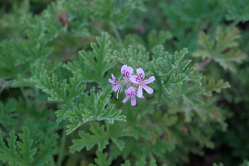 pink flower in green grass. natural background with pink and green color