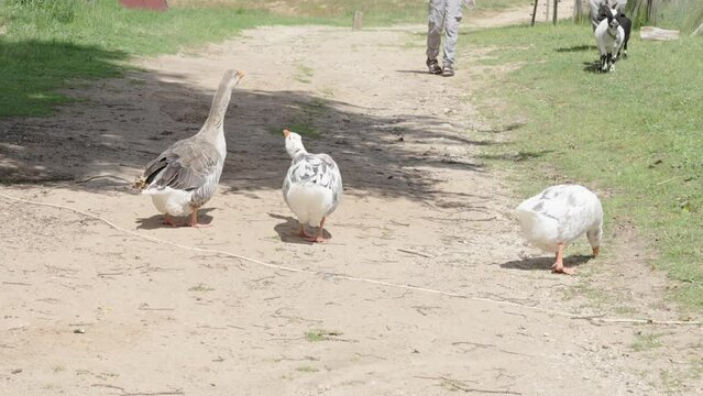 A flock of ducks waddle along a dusty trail near a lush grassland, little goats run towards them