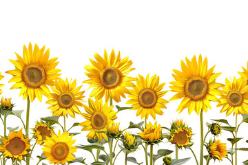 A vibrant field of blooming sunflowers, their golden petals reaching towards the sun in the peak of summer isolated on solid white background.
