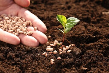 Man fertilizing soil with growing sprout, closeup