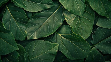 Close-up of vibrant green foliage on a wooden surface