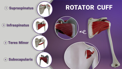 Rotator Cuff Anatomy