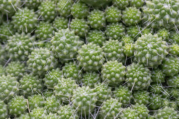 Top view and side view of green cactus The trunk is rounded. Short, white thorns Arranged in an...