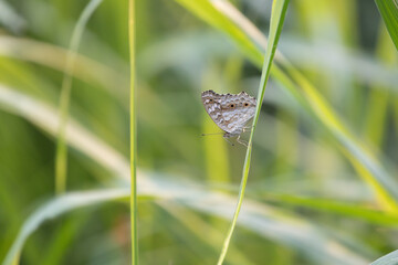 Butterfly hold on the grass with blur background focus. Beautiful background nature.