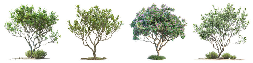 Mugworts Salix purpurea Myrtle trees  Hyperrealistic Highly Detailed Isolated On Transparent Background Png File
