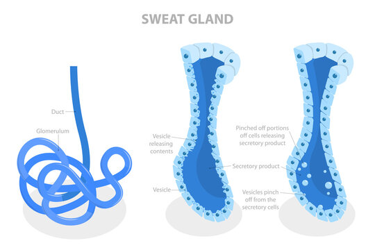 3D Isometric Flat  Illustration of Sweat Gland, Skin Anatomy