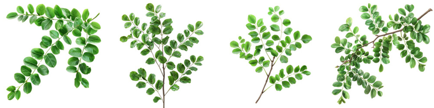 Phyllanthus Cochinchinensis Phyllanthus   Hyperrealistic Highly Detailed Isolated On Transparent Background Png File