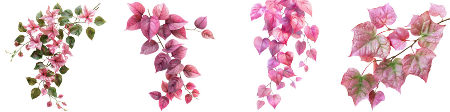 Pink bower vine leaves   Hyperrealistic Highly Detailed Isolated On Transparent Background Png File