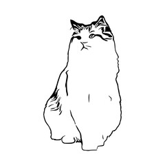 sketch of a cat with a transparent background