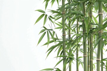 Bamboo tree on white background with shadow, Ai Generated