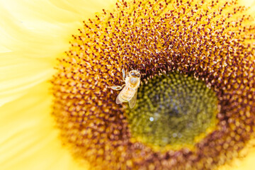 Sunflowers in the Dandeong Ranges in Australia
