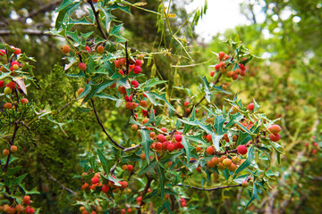 Agarita Plant with berries Mahonia trifoliata in Texas