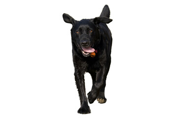 Front view of a beautiful, shiny-haired, black labrador dog , running and looking at camera on a...