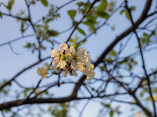 branches of a blossoming apple tree closeup