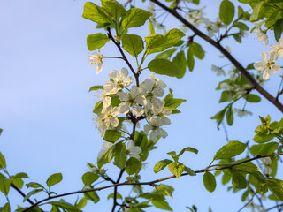 blossoming apple tree closeup