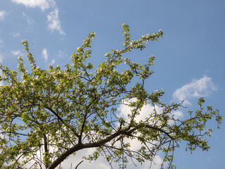apple tree branches in spring